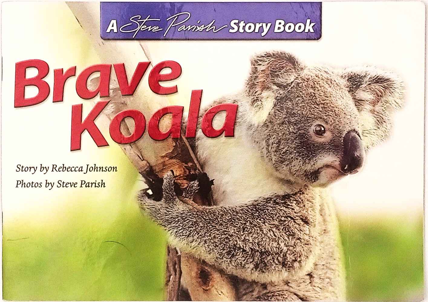 Brave Koala